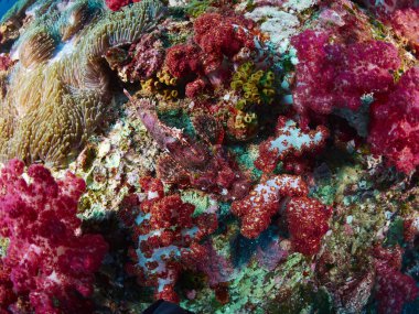 Sualtı içinde yumuşak mercan