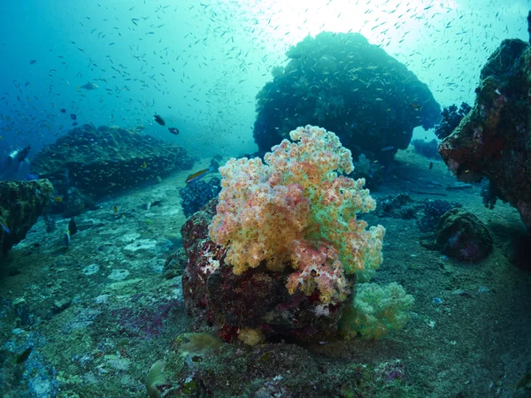 Dykare med coral — Stockfoto