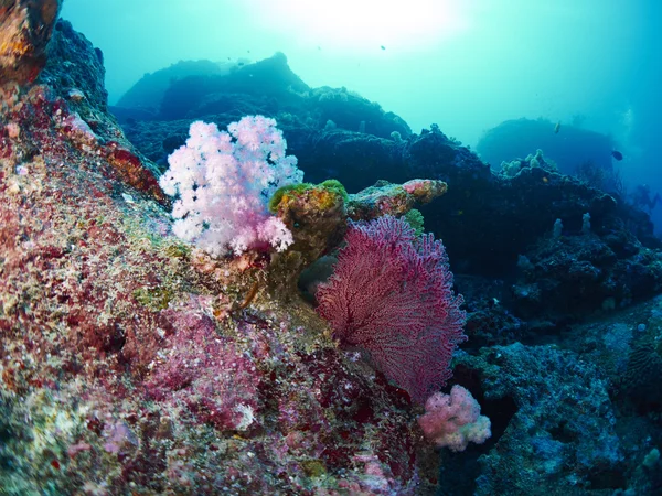 Mergulhador com coral — Fotografia de Stock