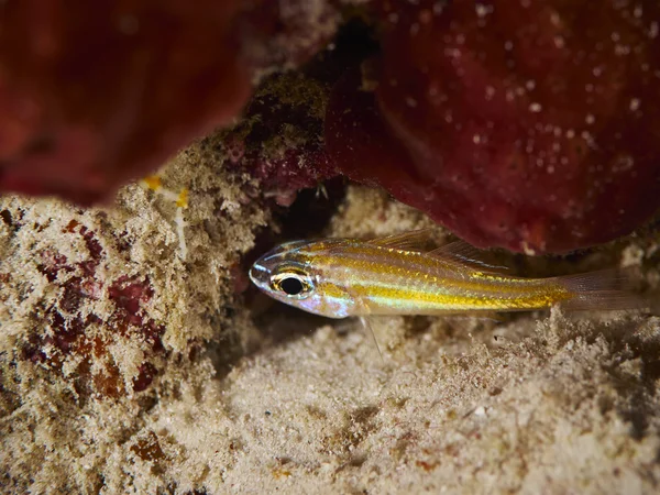 Ikan cardinalfish bergaris kuning — Stok Foto