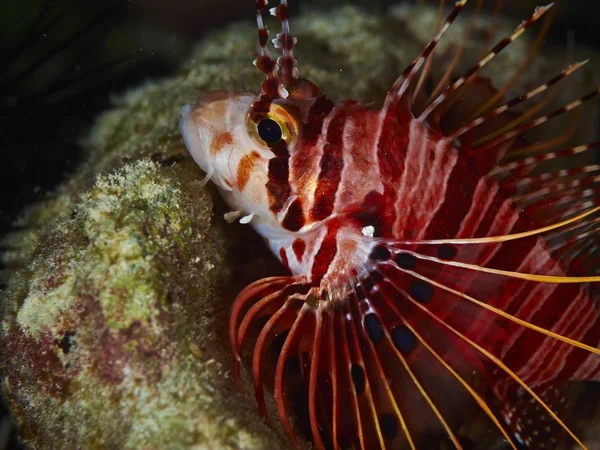 Spotfin Pez león en el agua —  Fotos de Stock