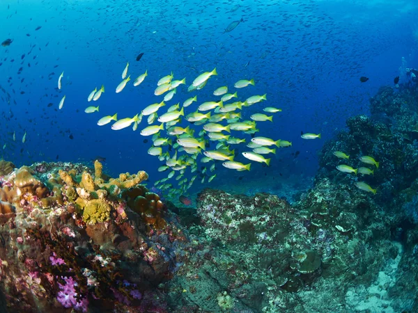 Terumbu karang lembut di bawah air — Stok Foto