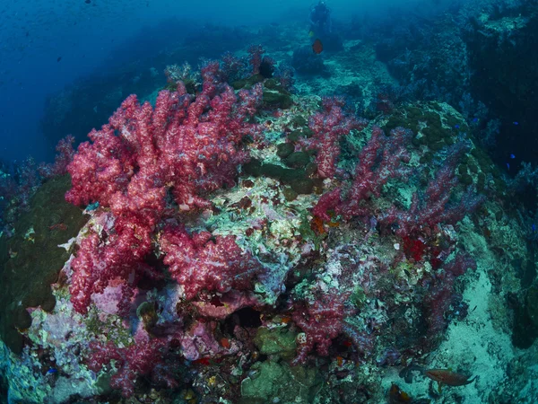 Corallo morbido sott'acqua — Foto Stock