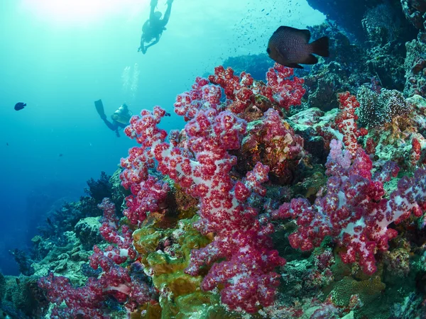 Corallo morbido sott'acqua — Foto Stock