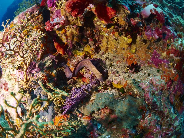 Greyface Moray i koral Grouper — Zdjęcie stockowe