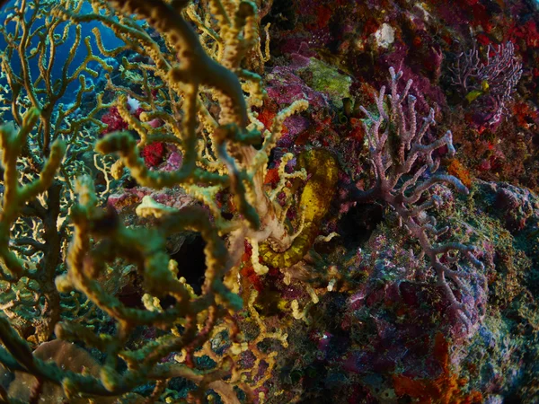 Coral macio com mergulhador — Fotografia de Stock