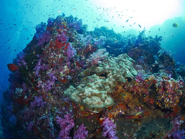 Soft coral with diver — Stock Photo, Image