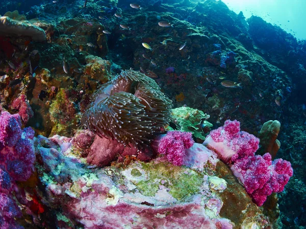 Miękki koral z nurek — Zdjęcie stockowe