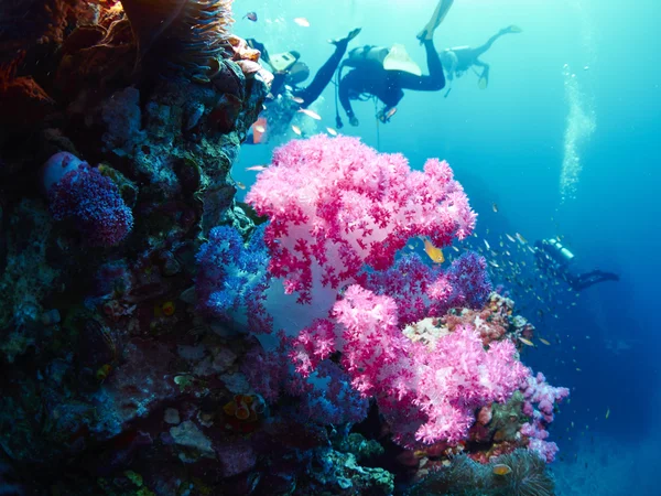 Soft coral with diver — Stock Photo, Image