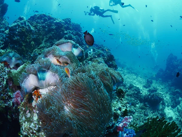 Dalgıç ile yumuşak mercan — Stok fotoğraf