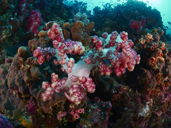 Corallo morbido con subacqueo — Foto Stock