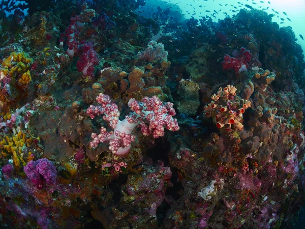 Corail doux avec plongeur — Photo