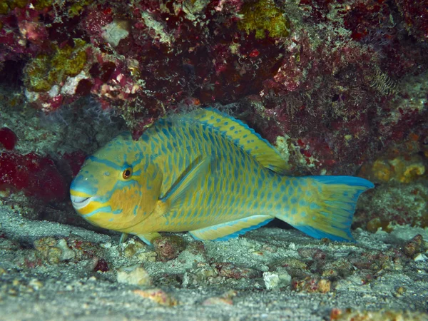 Purplestreak Pesce pappagallo nel sottosuolo Fotografia Stock