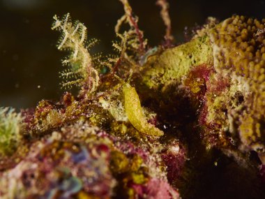 Sualtı içinde yumuşak mercan