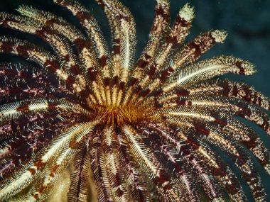 Clearfin Lionfish, sualtı