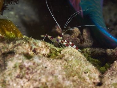 Clearfin Lionfish, sualtı
