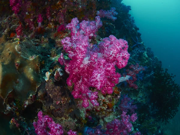 Miękki koral w podwodne — Zdjęcie stockowe