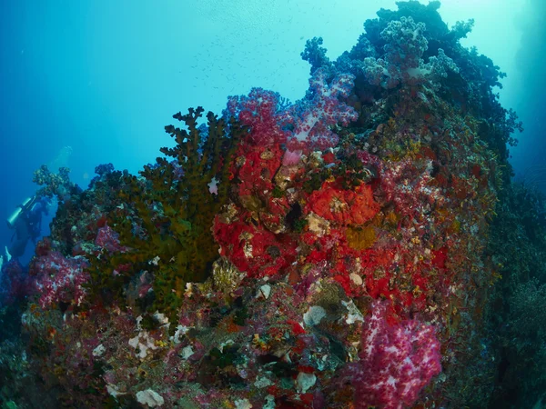Miękki koral w podwodne — Zdjęcie stockowe