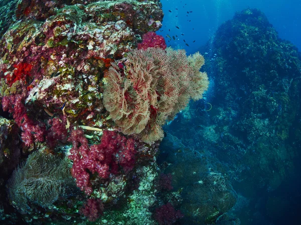 Coral moale în subacvatice — Fotografie, imagine de stoc