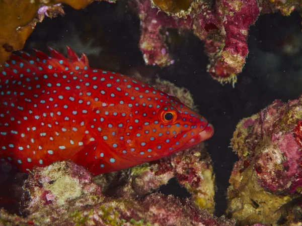 Merluzzo carbonaro Pesce leone sott'acqua — Foto Stock