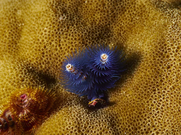 Clearfin Lionfish in подводной части — стоковое фото