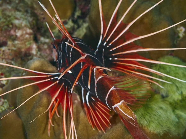 Clearfin Lionfish in underwater — Stock Photo, Image