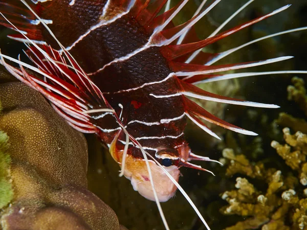 Clearfin Lionfish en el agua —  Fotos de Stock