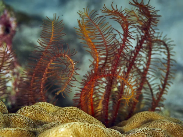 Clearfin Lionfish in underwater — Stock Photo, Image