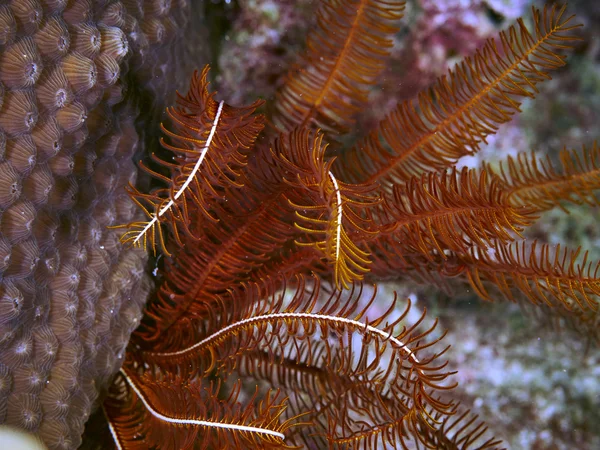 Coral macio em subaquático — Fotografia de Stock