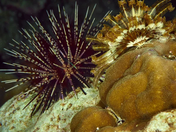 Corallo morbido sott'acqua — Foto Stock