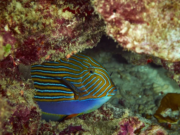 Coral blando en el agua —  Fotos de Stock