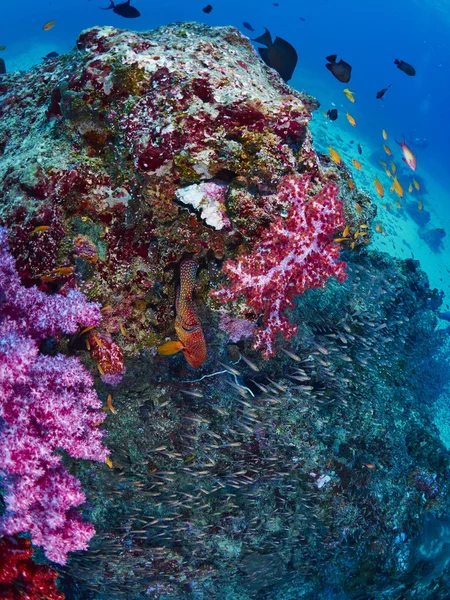 珊瑚礁鱼类和珊瑚石斑鱼 — 图库照片