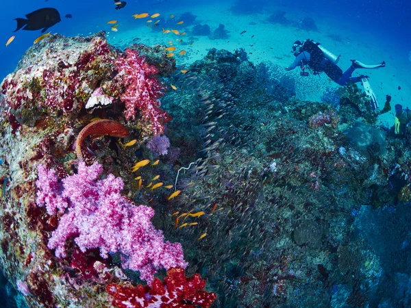 Reef halak és korallok sügér — Stock Fotó