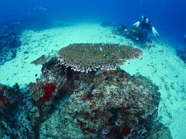 Buceador wtih arrecife caral —  Fotos de Stock