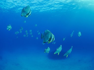 Fan içinde sualtı mercan