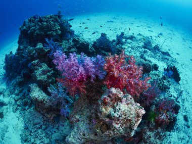 Dalgıç resif caral ile