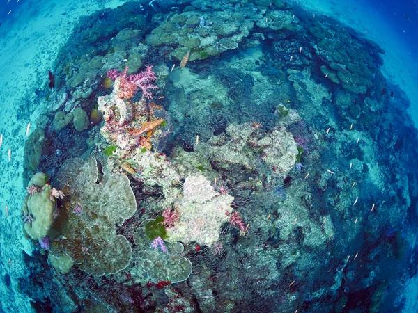 Mergulhador wtih recife caral — Fotografia de Stock