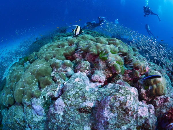 Caral サンゴ礁とダイバー — ストック写真