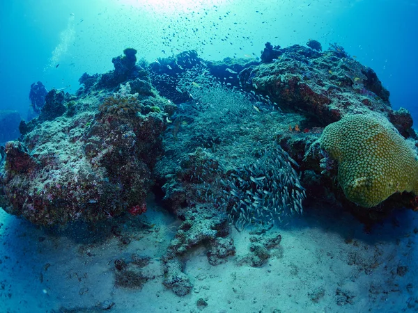 Buceador wtih arrecife caral — Foto de Stock