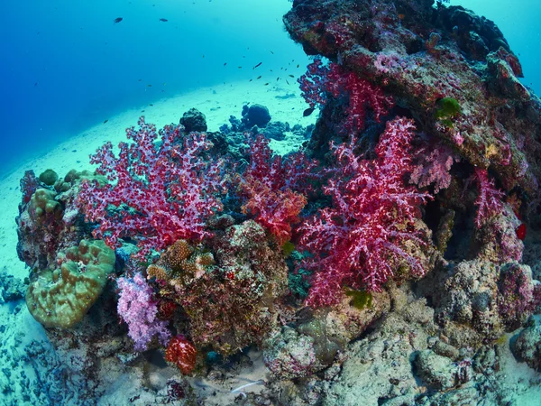 Subacqueo wtih reef caral — Foto Stock
