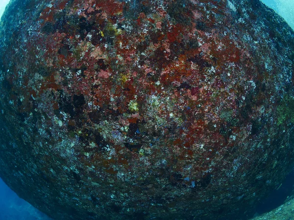 Fan in onderwater koraal — Stockfoto