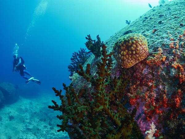 Coral de ventilador em subaquático — Fotografia de Stock