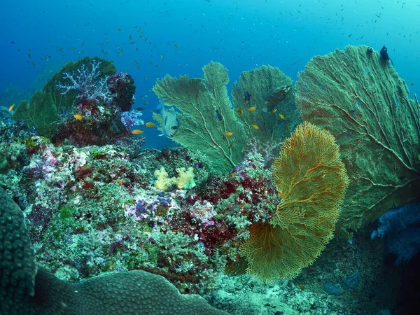 Wentylator koral w podwodne — Zdjęcie stockowe