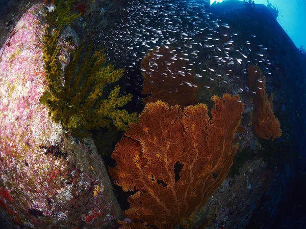 Coral de ventilador em subaquático — Fotografia de Stock