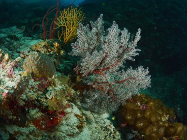 resif balık ve mercan kayalığı