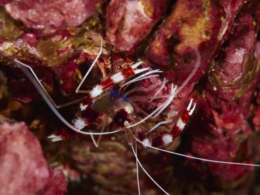 denizaltı içinde yumuşak mercan