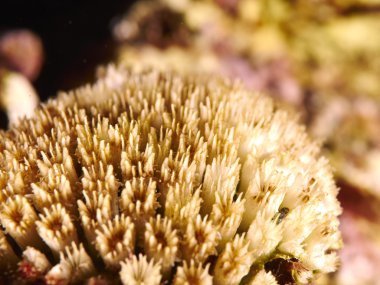 Denizaltı içinde çizgili lionfish