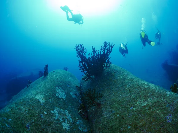 Fan corallo in mare aperto — Foto Stock