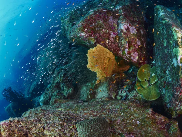 Coral de ventilador no submarino — Fotografia de Stock