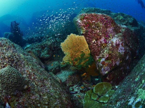 Kipas karang di bawah laut — Stok Foto